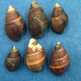 Ilyanassa obsoleta Set x6 13-17mm Nahant, Massachusetts, In Sand, Low Tide