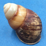 #3 Helicostyla satyrus 42mm Philippines