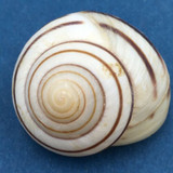 Asperitas nemorensis 31mm Bima, Sumbawa Is., Indonesia On Bushes At Sea Level