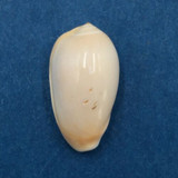 Prunum amygdalum 17.6mm Goree Bay, Senegal, 10fms, In Mud And Sand Marginellidae