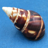 B#5 Liguus fasciatus marmoratus 39.4mm Key Vaca, Florida Keys