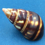 B#6 Liguus fasciatus castaneus 42.3mm Transplanted From LPK, Grown In PC 28