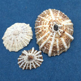 #1 Siphonaria diemenensis 14-29mm Harrier & Ribbon Reefs, Great Barrier Reef