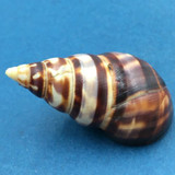 B#13 Liguus fasciatus marmoratus 52mm PC 10 Pinecrest, Florida