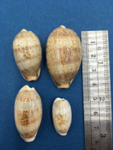 #5 Cypraea (Erronea) caurica Set x4 25-42mm 3 W/Data Mindanao Philippines Trawled