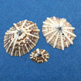 #5 Siphonaria diemenensis 10-22mm Harrier & Ribbon Reefs, Great Barrier Reef