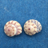 Antisolarium egenum 5.7-5.8mm Long Bay, Auckland, NZ, On Beach After Storm