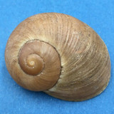 #10 Helicophanta geayi 44.6mm Madagascar 1995 Acavidae Land Snail