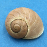 #2 Helicophanta petiti 36.8mm Tulear, Madagascar 1995 Acavidae Land Snail