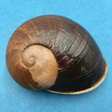 #2 Helicophanta ibaraoensis 79.4mm Perinet, Madagascar 1999 Acavidae Land Snail