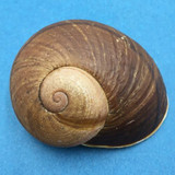 #2 Helicophanta bicingulata 63.9mm Farafanga Madagascar 1998 Acavidae Land Snail