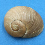 #2 Helicophanta geayi 47.4mm Madagascar 1995 Acavidae Land Snail