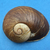 #4 Helicophanta bicingulata 69.8mm Farafanga Madagascar 1998 Acavidae Land Snail