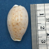 #7 25.9mm Cypraea (Naria) Boivinii Netted, Negros Island, Philippines