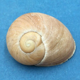 #5 Helicophanta geayi 48.8mm Madagascar 1995 Acavidae Land Snail