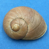 #7 Helicophanta geayi 47.6mm Madagascar 1995 Acavidae Land Snail