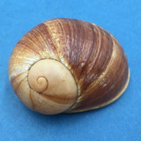 #5 Helicophanta vesicalis 65mm Madagascar 1990 Acavidae Land Snail