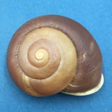 #2 Ampelita clotho 56.7mm Diego Suarez, Madagascar, 1999 Acavidae Land Snail