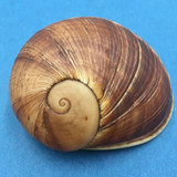 #8 Helicophanta vesicalis 66.3mm Madagascar 1990 Acavidae Land Snail