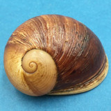 #5 Helicophanta gloriosa 67.3mm Madagascar, 1995 Acavidae Land Snail