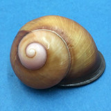 #1 Acavus phoenix 52.8mm Badulla, Sri Lanka Acavidae Land Snail