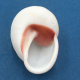 #11 Acavus haemastoma ALBINO 46.1mm Sri Lanka Acavidae Land Snail