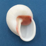 #13 Acavus haemastoma ALBINO 45.9mm Sri Lanka Acavidae Land Snail