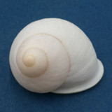 #15 Acavus haemastoma ALBINO 42mm Sri Lanka Acavidae Land Snail