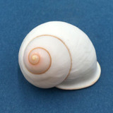 #17 Acavus haemastoma ALBINO 38.3mm Sri Lanka Acavidae Land Snail