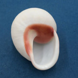 #2 Acavus haemastoma ALBINO 45.9mm Sri Lanka Acavidae Land Snail