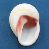 #23 Acavus haemastoma ALBINO 44.6mm Sri Lanka Acavidae Land Snail