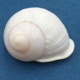 #26 Acavus haemastoma ALBINO 40.8mm Sri Lanka Acavidae Land Snail