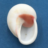 #8 Acavus haemastoma ALBINO 44.7mm Sri Lanka Acavidae Land Snail