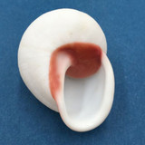 #37 Acavus haemastoma ALBINO 42.1mm Sri Lanka Acavidae Land Snail