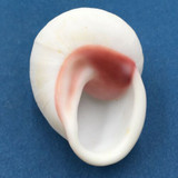 #39 Acavus haemastoma ALBINO 41.7mm Sri Lanka Acavidae Land Snail