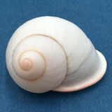 #40 Acavus haemastoma ALBINO 39mm Sri Lanka Acavidae Land Snail