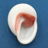 #42 Acavus haemastoma ALBINO 44.4mm Sri Lanka Acavidae Land Snail