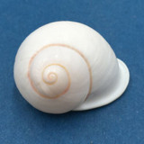 #45 Acavus haemastoma ALBINO 40.8mm Sri Lanka Acavidae Land Snail