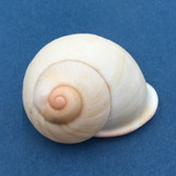 #47 Acavus haemastoma ALBINO 44.7mm Sri Lanka Acavidae Land Snail