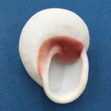 #55 Acavus haemastoma ALBINO 45.2mm Sri Lanka Acavidae Land Snail