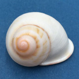 #58 Acavus haemastoma ALBINO 40.9mm Sri Lanka Acavidae Land Snail