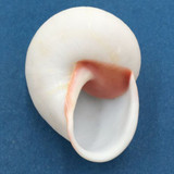 #61 Acavus haemastoma ALBINO 42.7mm Sri Lanka Acavidae Land Snail