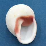 #62 Acavus haemastoma ALBINO 42.2mm Sri Lanka Acavidae Land Snail