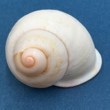 #63 Acavus haemastoma ALBINO 44.5mm Sri Lanka Acavidae Land Snail