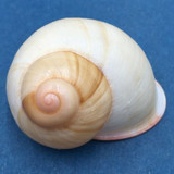 #65 Acavus haemastoma ALBINO 44.2mm Sri Lanka Acavidae Land Snail