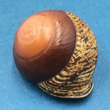 #11 Calocochlia bruguieriana 33.2mm Tablas Island, Philippines Camaenidae