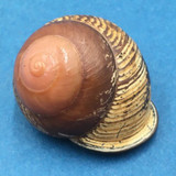 #15 Calocochlia bruguieriana 35.2mm Tablas Island, Philippines Camaenidae