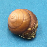 #18 Calocochlia bruguieriana 30.3mm Tablas Island, Philippines Camaenidae