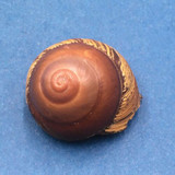 #22 Calocochlia bruguieriana 32.4mm Tablas Island, Philippines Camaenidae