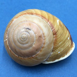 Thersites bipartitus 61.3mm Queensland Australia Camaenidae